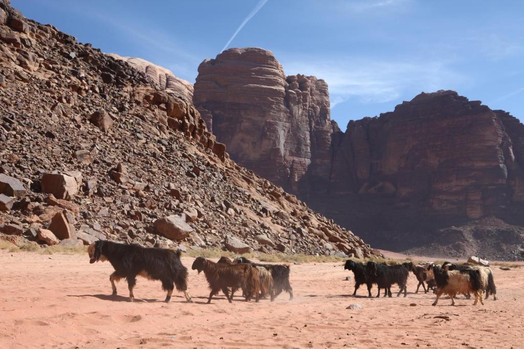 Bedouin Expedition Wadi Rum Exteriör bild