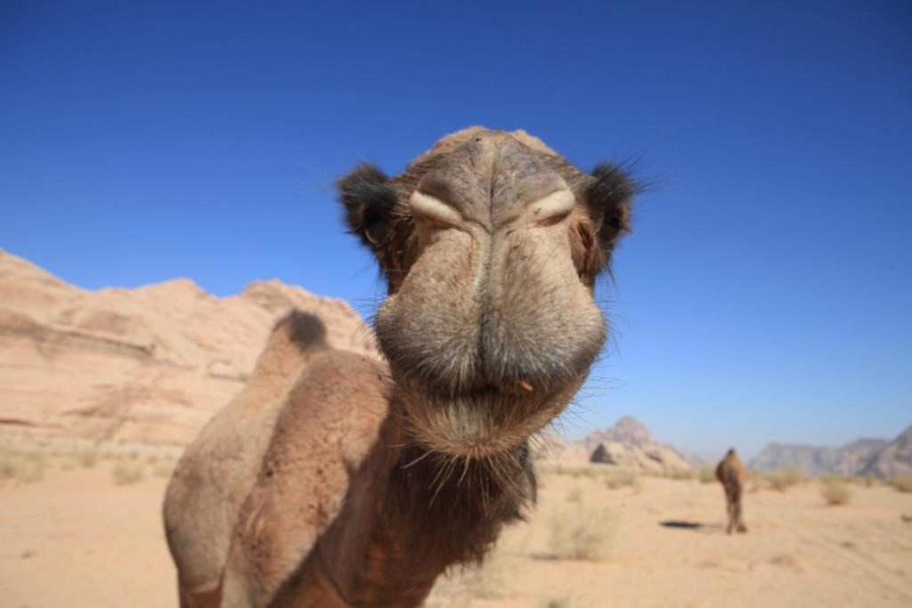 Bedouin Expedition Wadi Rum Exteriör bild